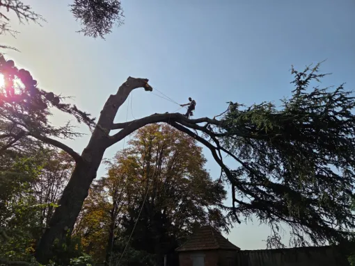 Abattage d'un arbre à Neuville-sur-Saône, Belleville-en-Beaujolais, Nature en Beaujolais