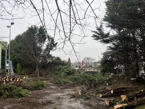 Abattage d'une haie de cyprès de 40 mètres à Villefranche-sur-Saône, Belleville-en-Beaujolais, Nature en Beaujolais