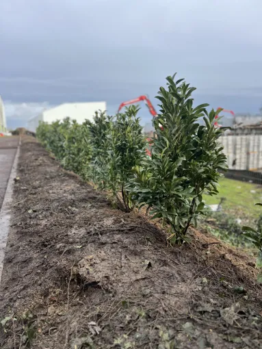 Plantation de lauriers à Villefranche-sur-Saône, Belleville-en-Beaujolais, Nature en Beaujolais