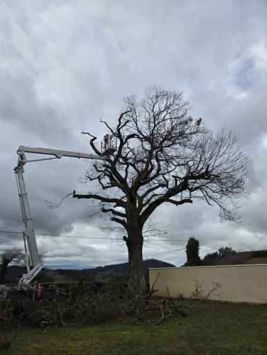Élagage d’un arbre à Propières, Belleville-en-Beaujolais, Nature en Beaujolais