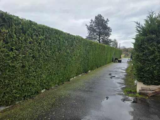 Taille d'une haie à Montmerle-sur-Saône, Belleville-en-Beaujolais, Nature en Beaujolais