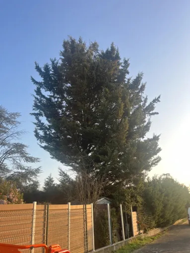 Abattage d'un arbre à Gleizé, Belleville-en-Beaujolais, Nature en Beaujolais