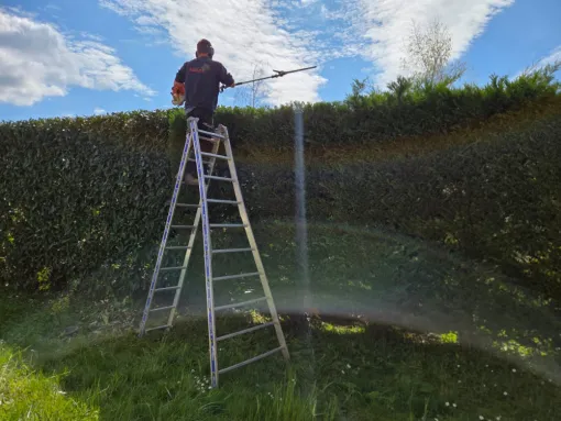 Taille d'une haie de cyprès à Savigneux, Belleville-en-Beaujolais, Nature en Beaujolais