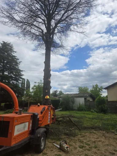 Abattage d'un arbre à Beaujeu, Belleville-en-Beaujolais, Nature en Beaujolais