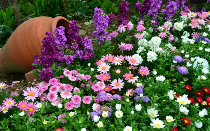 Collaboration avec la société Fany's Garden 🌸, Belleville-en-Beaujolais, Nature en Beaujolais