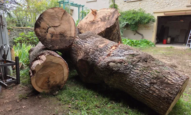 Abattage d'un arbre à Neuville-sur-Saône, Belleville-en-Beaujolais, Nature en Beaujolais