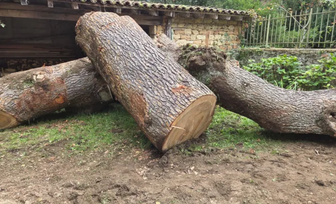 Abattage d'un arbre à Neuville-sur-Saône, Belleville-en-Beaujolais, Nature en Beaujolais