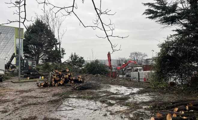 Abattage d'une haie de cyprès de 40 mètres à Villefranche-sur-Saône, Belleville-en-Beaujolais, Nature en Beaujolais