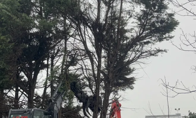 Abattage d'une haie de cyprès de 40 mètres à Villefranche-sur-Saône, Belleville-en-Beaujolais, Nature en Beaujolais