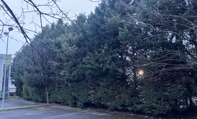 Abattage d'une haie de cyprès de 40 mètres à Villefranche-sur-Saône, Belleville-en-Beaujolais, Nature en Beaujolais