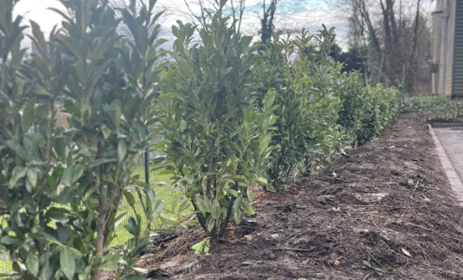 Plantation de lauriers à Villefranche-sur-Saône, Belleville-en-Beaujolais, Nature en Beaujolais