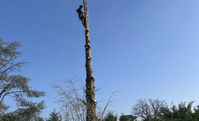 Abattage d'un arbre à Gleizé, Belleville-en-Beaujolais, Nature en Beaujolais