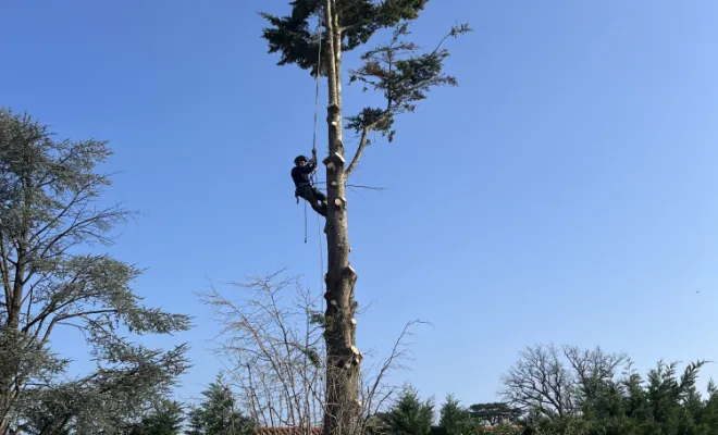 Abattage d'un arbre à Gleizé, Belleville-en-Beaujolais, Nature en Beaujolais