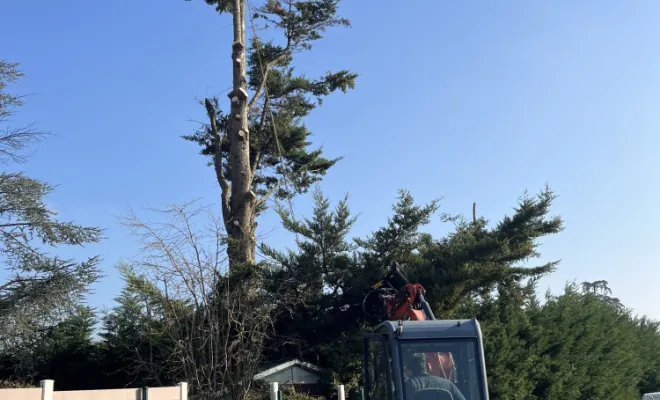 Abattage d'un arbre à Gleizé, Belleville-en-Beaujolais, Nature en Beaujolais