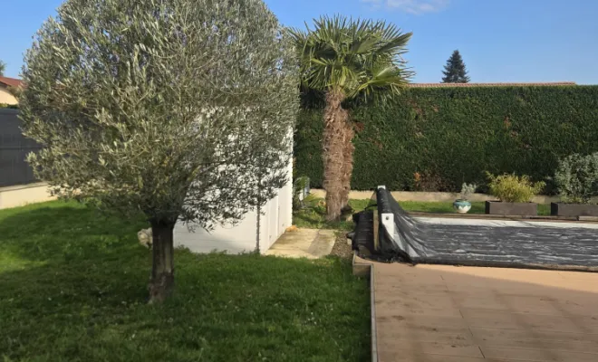 Taille d’un olivier et d’une haie à Savigneux, Belleville-en-Beaujolais, Nature en Beaujolais