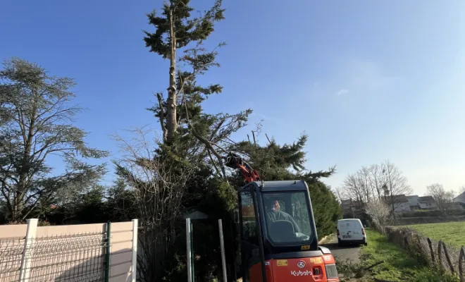 Abattage d'un arbre à Gleizé, Belleville-en-Beaujolais, Nature en Beaujolais