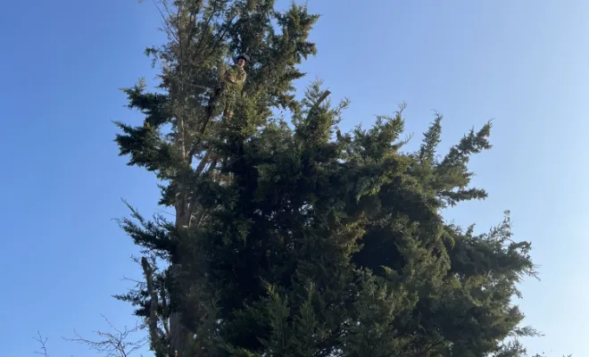 Abattage d'un arbre à Gleizé, Belleville-en-Beaujolais, Nature en Beaujolais