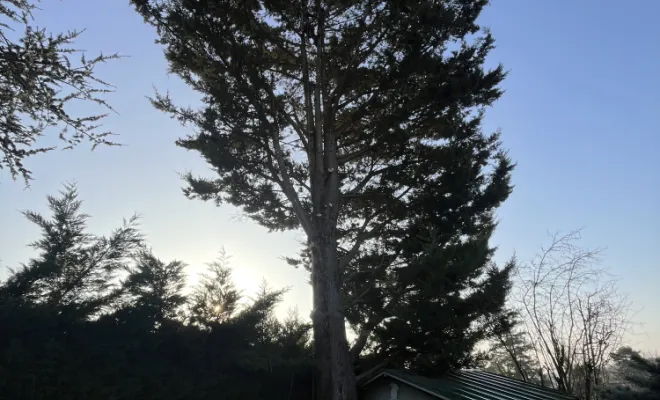 Abattage d'un arbre à Gleizé, Belleville-en-Beaujolais, Nature en Beaujolais