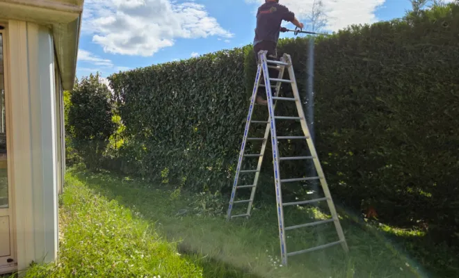 Taille d'une haie de cyprès à Savigneux, Belleville-en-Beaujolais, Nature en Beaujolais