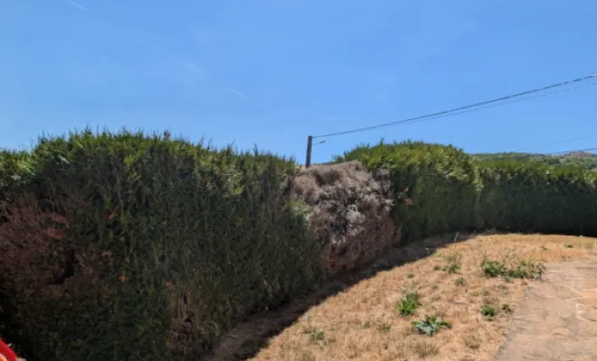 Arrachage de haie au Perréon, Belleville-en-Beaujolais, Nature en Beaujolais