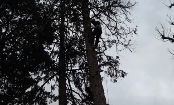 Élagage d'un arbre, Belleville-en-Beaujolais, Nature en Beaujolais