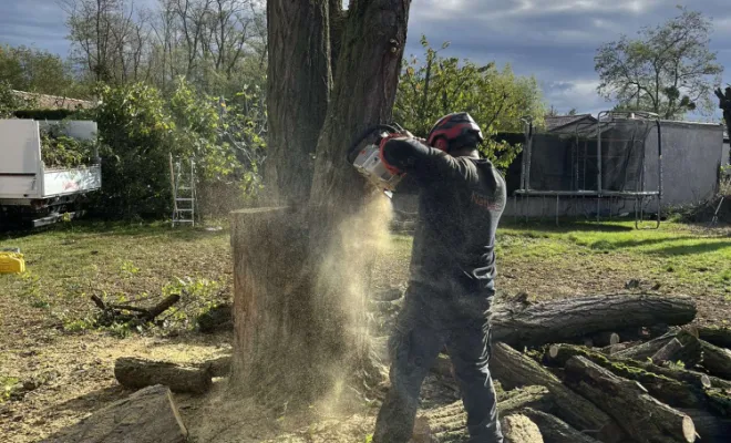 Élagage d'un arbre, Belleville-en-Beaujolais, Nature en Beaujolais