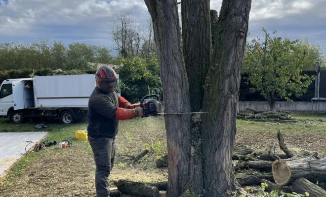 Élagage d'un arbre, Belleville-en-Beaujolais, Nature en Beaujolais