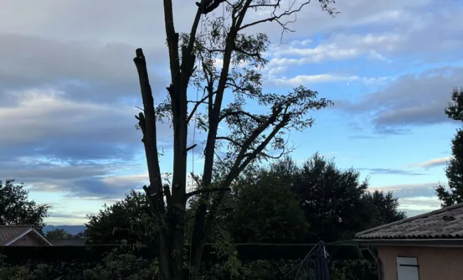 Élagage d'un arbre, Belleville-en-Beaujolais, Nature en Beaujolais